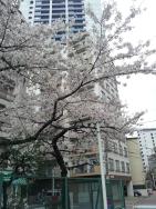 安竹雅己の好きな場所<br />
「近所の綺麗な桜」